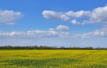 Fototapeta premium Frühlingslandschaft mir Rapsfeld und Wolken in Ungarn