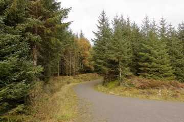 curved road in pine woods plantation