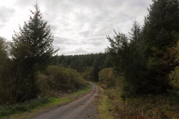 Fototapeta na wymiar road in pine forest plantation