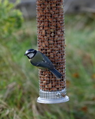 blue tit on a peanut feeder