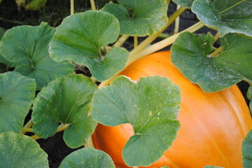 Pied de citrouille dans un jardin en automne