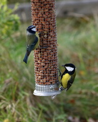great tit and blue tit on a peanut feeder