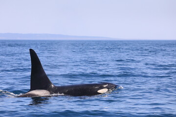 Fototapeta premium 知床の海に回遊する野生のシャチ（北海道羅臼沖）