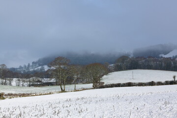 winter landscape with complementary coloured trees