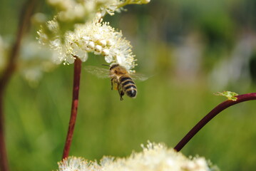 Reine-des-prés (Filipendula ulmaria) et abeille européenne, avette ou mouche à miel (Apis mellifera) en train de butiner