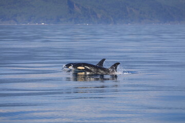知床の海に回遊する野生のシャチ（北海道羅臼沖）