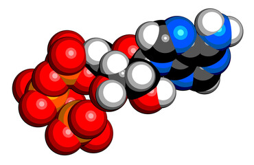 Adenosine triphosphate (ATP) molecule. Functions as neurotransmitter, RNA building block, energy transfer molecule, etc 3D rendering. Atoms are represented as spheres with conventional color coding.