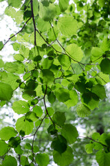 Fototapeta na wymiar Foliage or canopy of leaves in gray-green. Nature background