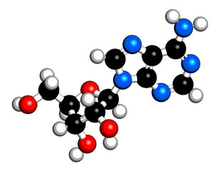 Adenosine (Ado) purine nucleoside molecule. Important component of ATP, ADP, cAMP and RNA. Also used as drug. 3D rendering. Atoms are represented as spheres with conventional color coding
