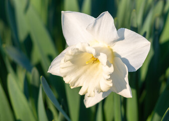 White daffodil (Narcissus)on green background.