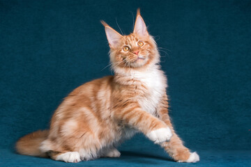 Fototapeta na wymiar A red and white maine coon kitten on blue background.