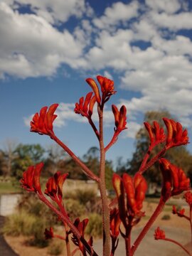 Red Kangaroo Paw Flower