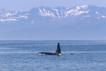 Fototapeta premium 知床の海に回遊する野生のシャチ（北海道羅臼沖）