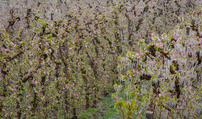 Water is sprayed over apple trees in order to create a layer of ice to protect blossoms from frost at an orchard in South Tyrol province, northern Italy