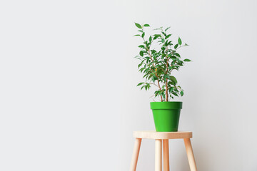 Wooden stand and pot with plant on light background