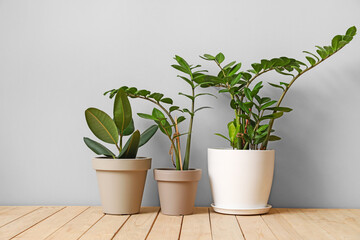 Pots with plants on light background