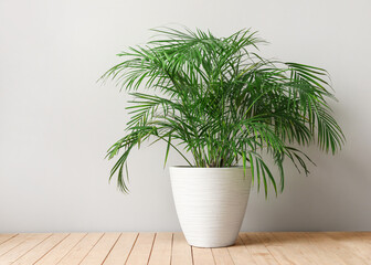Pot with plant on light background