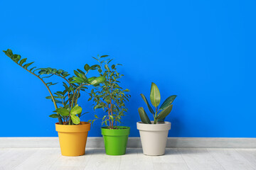 Pots with plants on color background