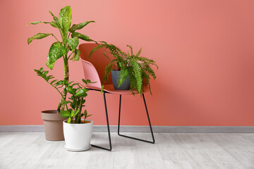 Chair and pots with plants on color background