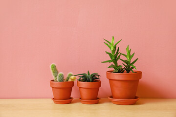 Pots with plants on color background