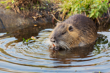 Krefeld - Frontview to nutria (myocastor coypus)  nearby House Sollbrueggen, Germany with having food in his claws, Germany