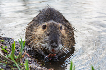 Krefeld - Frontview to nutria (myocastor coypus)  nearby House Sollbrueggen, Germany with having food in his claws, Germany