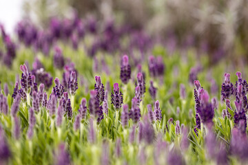 Lavandula stoechas, the Spanish lavender or topped lavender (U.S.) or French lavender (U.K.). It's native to the Mediterranean regions. This species is the Lavandula stoechas “Anouk”.
