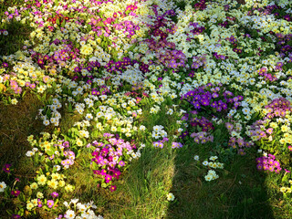 Blooming primroses in spring