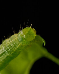 Green caterpillar eating green leaves on black background