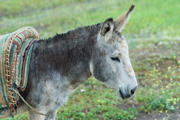 Fototapeta premium Lonely donkey on a bare meadow in the blazing sun in Morocco. The animal has a thick colored cover as protection against the burning sun