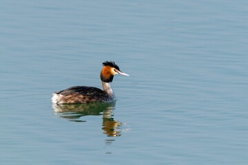 view of great crested grebe on a lake