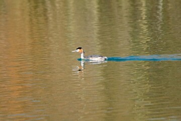 view of great crested grebe on a lake