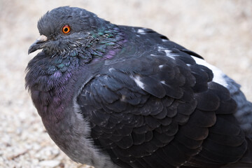 Detail of a sitting pigeon with focus on the head and eye