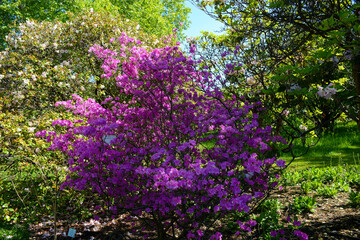 Obraz premium Vienna, Austria - July 25, 2019: Beautiful blooming trees in University of Vienna Botanical Garden