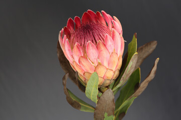 Close-up of beautiful pink King Protea flower isolated