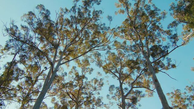 Looking up at tall Karri trees in the Gloucester National Park near Pemberton, Australia.