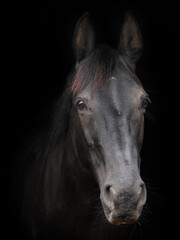 Fototapeta na wymiar Veteran Horse Headshot