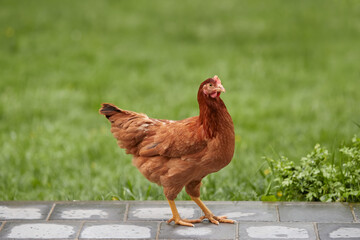 Brown chicken on the farm