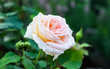 Close-up of a pink rose in clear weather in the garden