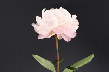 Peony pink flower close up single on grey background