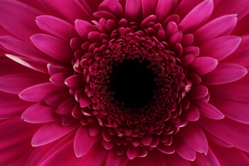Gerbera flower vibrant color close up macro
