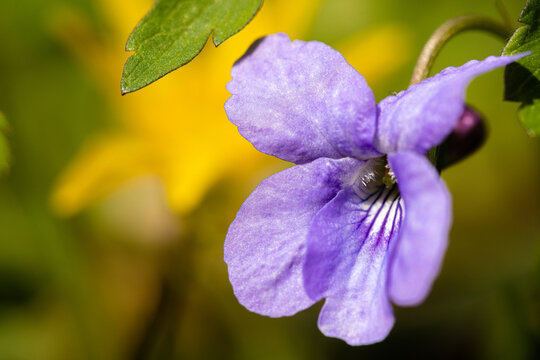 Wald-Veilchen, (Viola reichenbachiana) im Frühling im Laubwald 