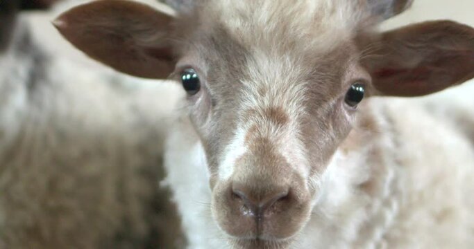 Animal portrait of Cute Lamb with Big Ears looking into the Camera on a Farm. Standing near others different Sheep. Village Farm. Vegan Activism, Animal rights, Growing for Wool.