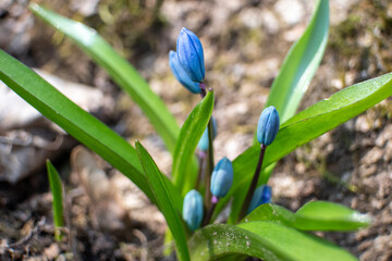 Blue scilla, squill buds macro with green leaves. Snowdrops flowers blooming close-up with blurred...