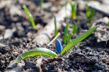 Blue scilla, squill bud macro with green leaves on ground. Snowdrops flowers blooming close-up with blurred background. Sunny spring wild forest details