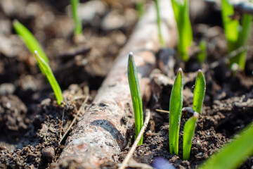 Green spring sprout growing on ground. Sunny super macro close-up with selective focus and blurred background