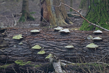 Baumporling
