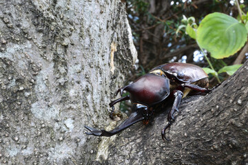 Close up of beetle, a big insect