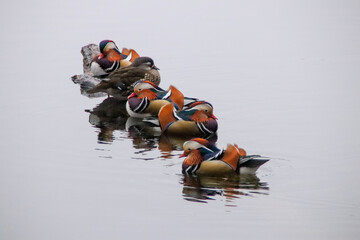 Elegant colorful bright mandarin male ducks standing on a log on the lake.