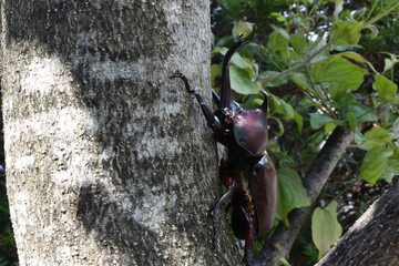Close up of beetle, a big insect